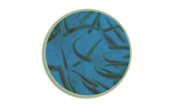 Icon for Fish Hatchery HLI webpage