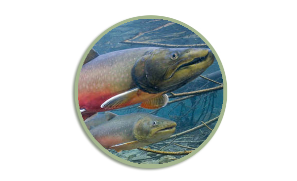 Icon for Bull Trout Upcoming HLI webpage