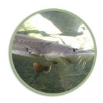 Icon for White Sturgeon Upcoming HLI webpage