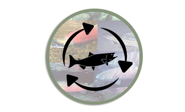 Logo for the Salmon Lifecycle webpage