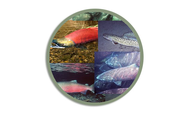 Logo for the Fish Species webpage