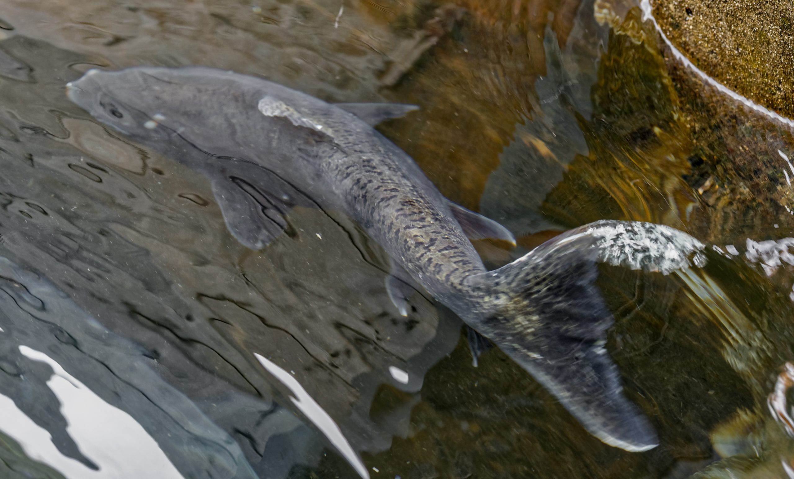 Fall Chinook near Bonneville Dam, Washington 2018.Photo credit  A. W. (Tony) Grover.